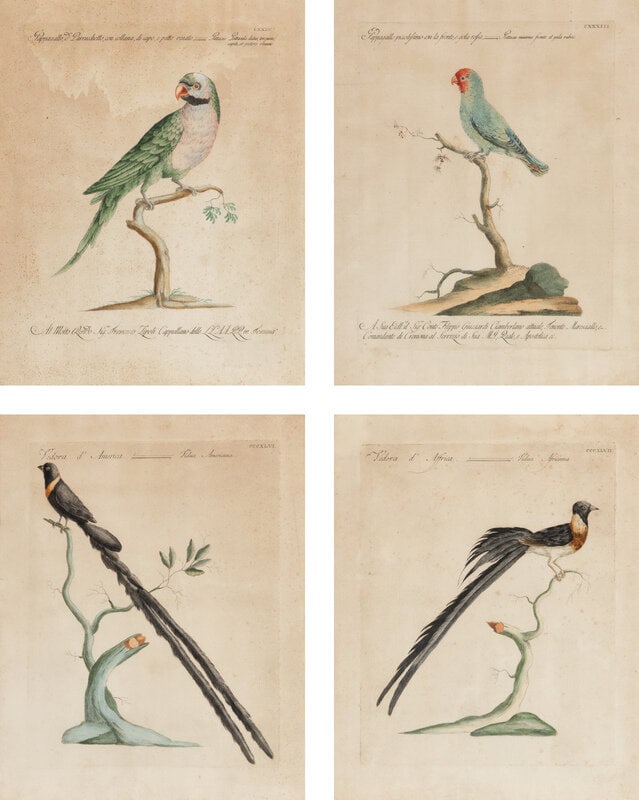 A Set of Four French Hand-Colored Ornithological Engravings - 2