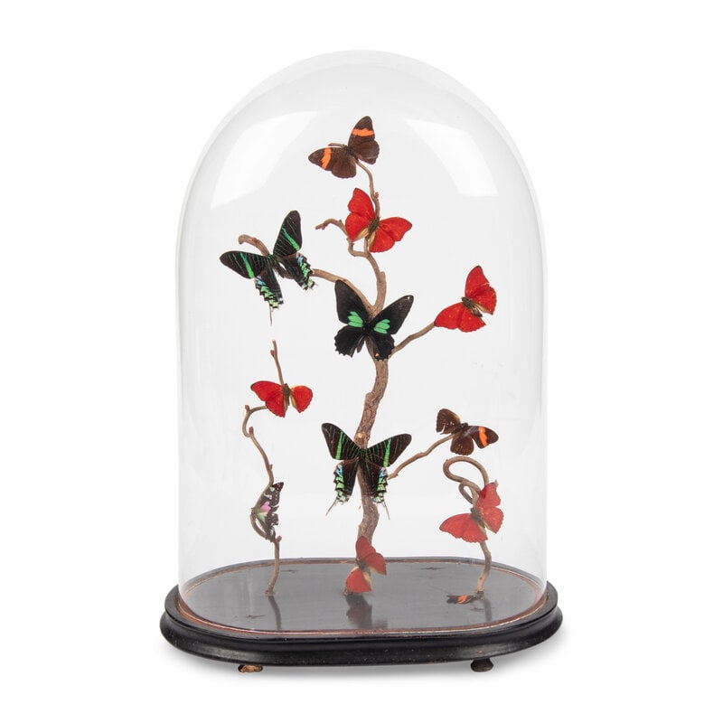 A Collection of Butterfly Specimens in a Glass Cloche (1 of 13)