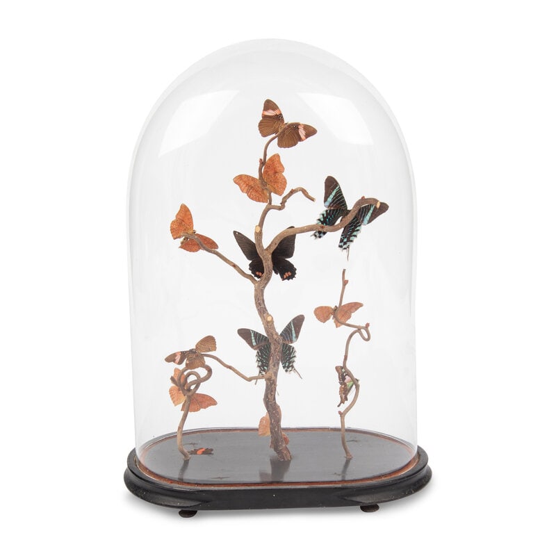 A Collection of Butterfly Specimens in a Glass Cloche - 2