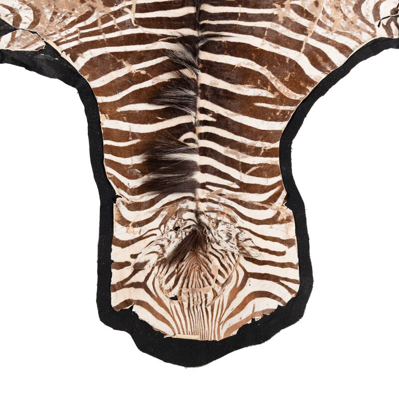 A Taxidermy Zebra Rug - 2