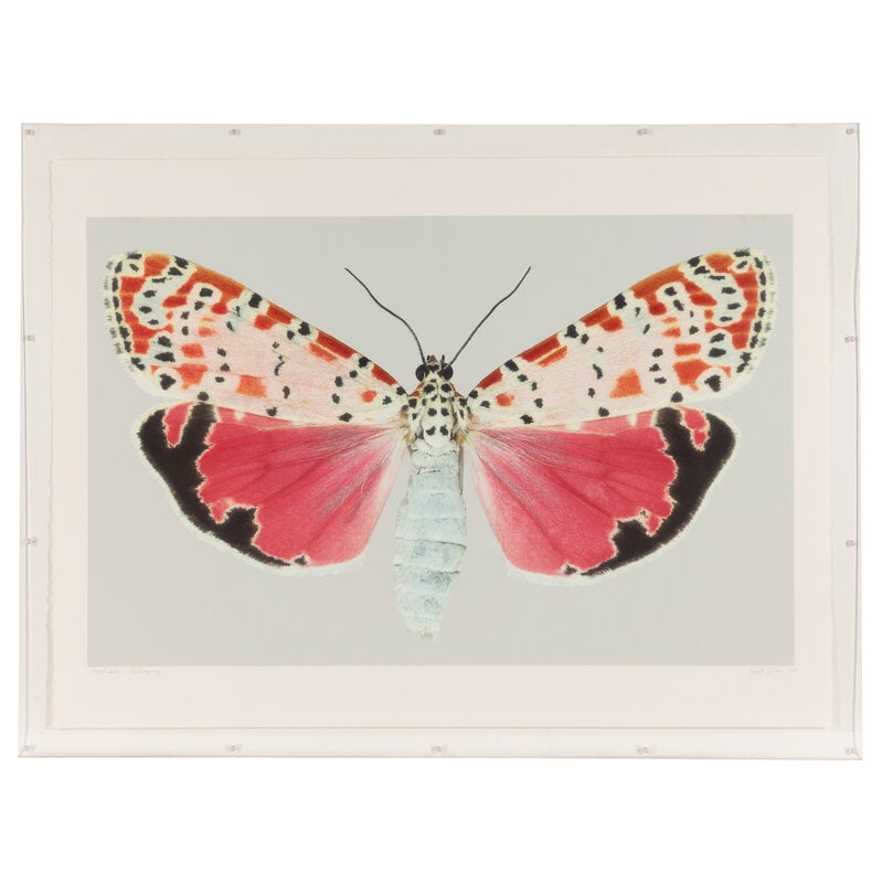 Joseph Scheer Utetheisa Bella #2, 2005: Joseph ScheerUtetheisa Bella #2, 2005archival digital print on watercolor papersigned and dated (lower right) and editioned 2/10 Sheet: 34 x 46 inches. Property from an Alessandra Branca-Designed