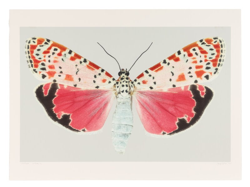 Joseph Scheer Utetheisa Bella #2, 2005 - 2