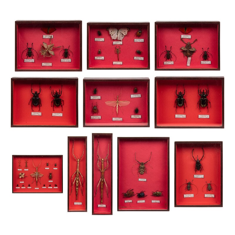 Eleven Framed Insect Specimen Shadow Boxes: Eleven Framed Insect Specimen Shadow Boxes Height of largest 15 1/2 x width 19 5/8 inches. Property from an Alessandra Branca-Designed Chicago Residence This lot is located in Chicago. 