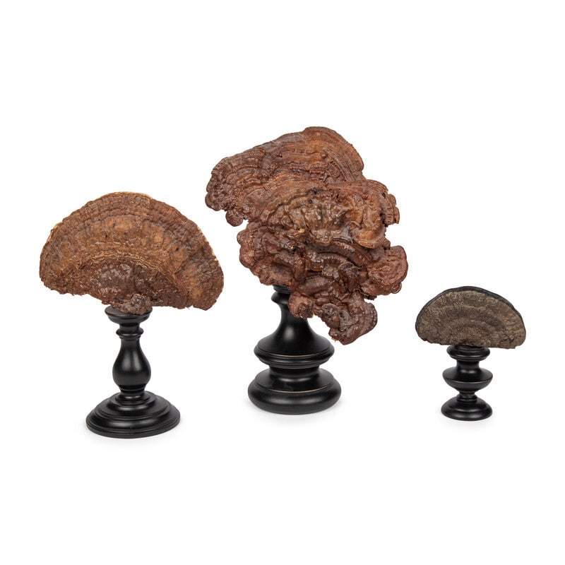 A Collection of Three Lingzhi Fungus Specimens (1 of 13)