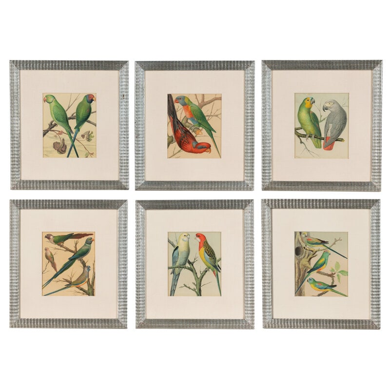 The Illustrated Book of Canaries and Cage-Birds, British and Foreign Cassell & Co., Limited: Six: The Illustrated Book of Canaries and Cage-Birds, British and Foreign Cassell & Co., Limited: Six Plates The illustrated book of Canaries and Cage-Birds, British and Foreign Cassell & Co.,