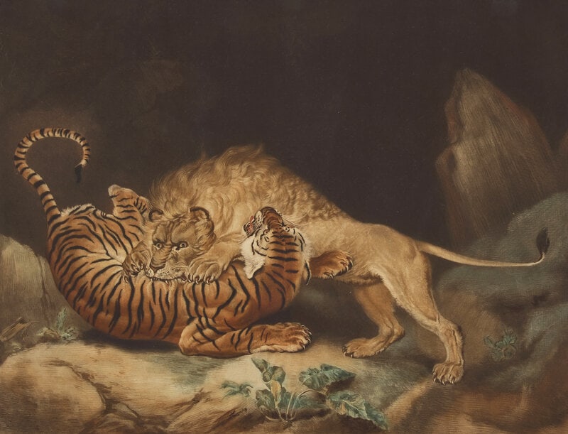 James Ward & Co. A Lion and Tiger Fighting Handcolored Mezzotint  - 2