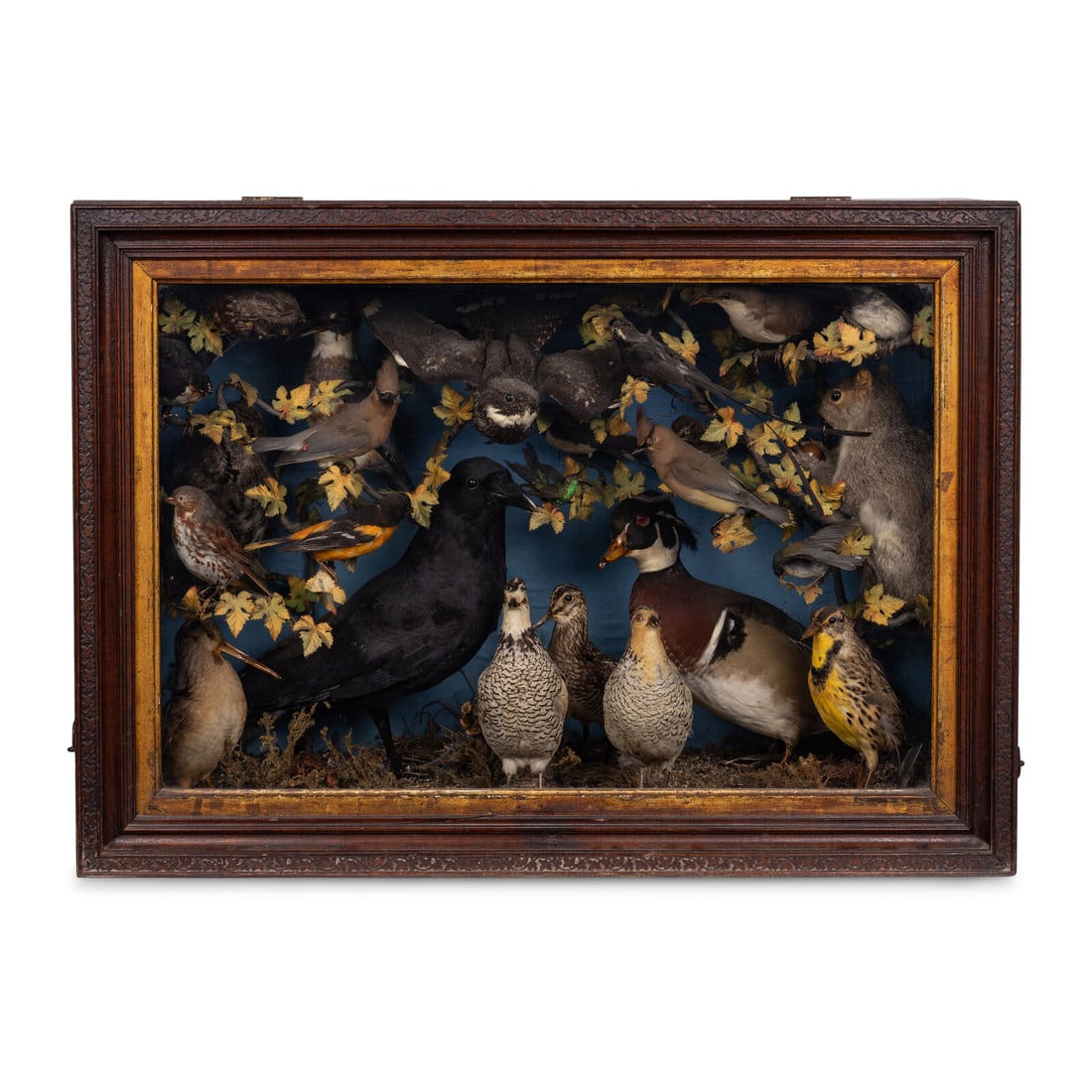 A Victorian Taxidermy Diorama: A Victorian Taxidermy Diorama 19th/20th Century decorated with an array of bird mounts and a squirrel within a leafy setting. Height 22 1/4 x width 31 x depth 11 inches. Property from the Estate of