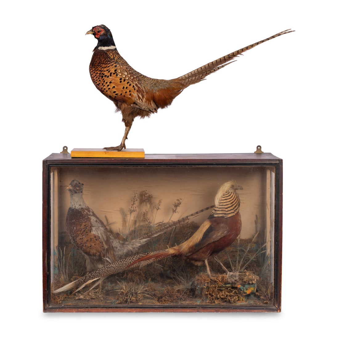 A Victorian Taxidermy Pheasant Diorama and Pheasant Mount: A Victorian Taxidermy Pheasant Diorama and Pheasant Mount 19th Century the two birds set within a realistic landscape, together with a pheasant mounted to a wood base. Height of diorama box 18 1/2 x