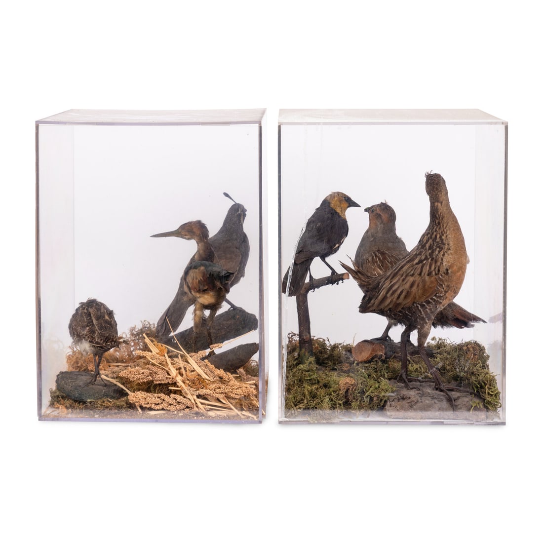 Two Taxidermy Bird Dioramas: Two Taxidermy Bird Dioramas 20th Century each containing three mounts and set within a realistic ground within a plastic box. Height of box 16 x width 12 x depth 12 inches. This lot is located in