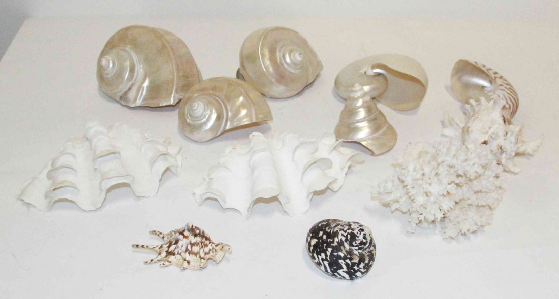 A Collection of Seashells,: A Collection of Seashells, 31 examples.