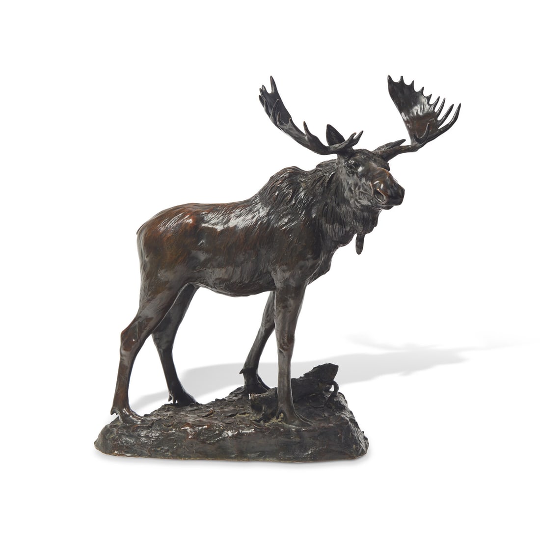 Henry M. Shrady (American, 1871-1922) Bull Moose, 1900: Henry M. Shrady (American, 1871-1922) Bull Moose, 1900 bronze with brown patina inscribed H.M. SHRADY (on the base); also inscribed Roman Bronze Works N-Y- (along the base); also inscribed Copyright b