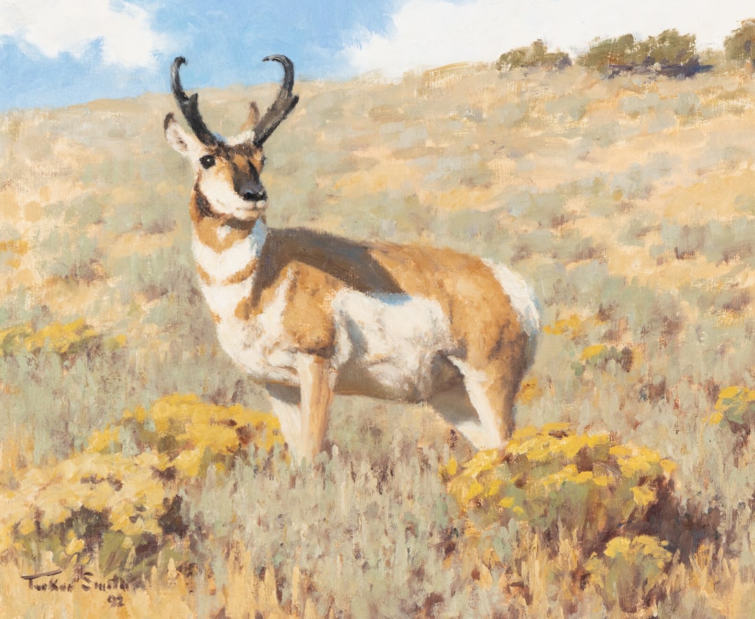 Tucker Smith (American, b. 1940) Pronghorn on Alert, 1992: Tucker Smith (American, b. 1940) Pronghorn on Alert, 1992 oil on paperboard signed Tucker Smith and dated (lower left) 10 x 12 in. This lot is located in Philadelphia. Provenance Provenance: Andrew (1