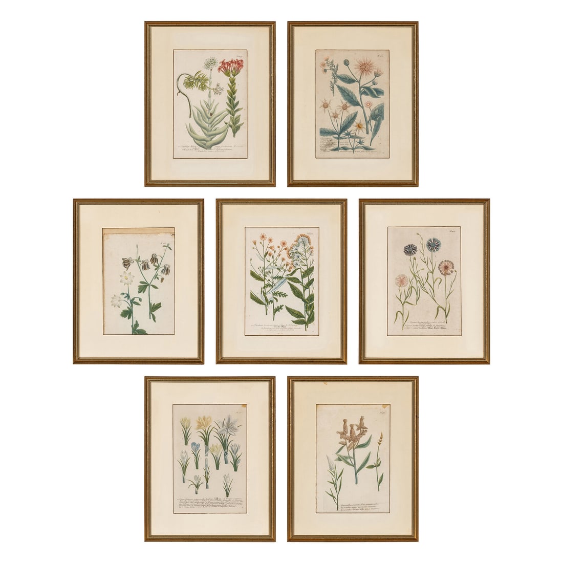 Seven Framed Antiquarian Botanical Book Plates (1 of 3)