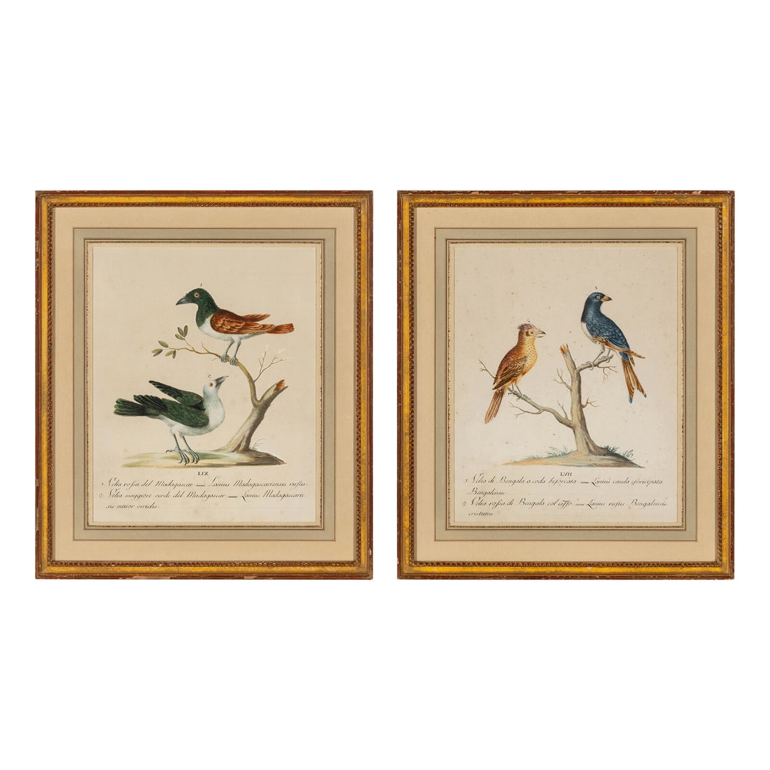 Two Framed Hand-Colored Ornithological Engravings: Two Framed Hand-Colored Ornithological Engravings 18th century Each sheet: 15 5/8 x 13 inches. This lot is located in Chicago.