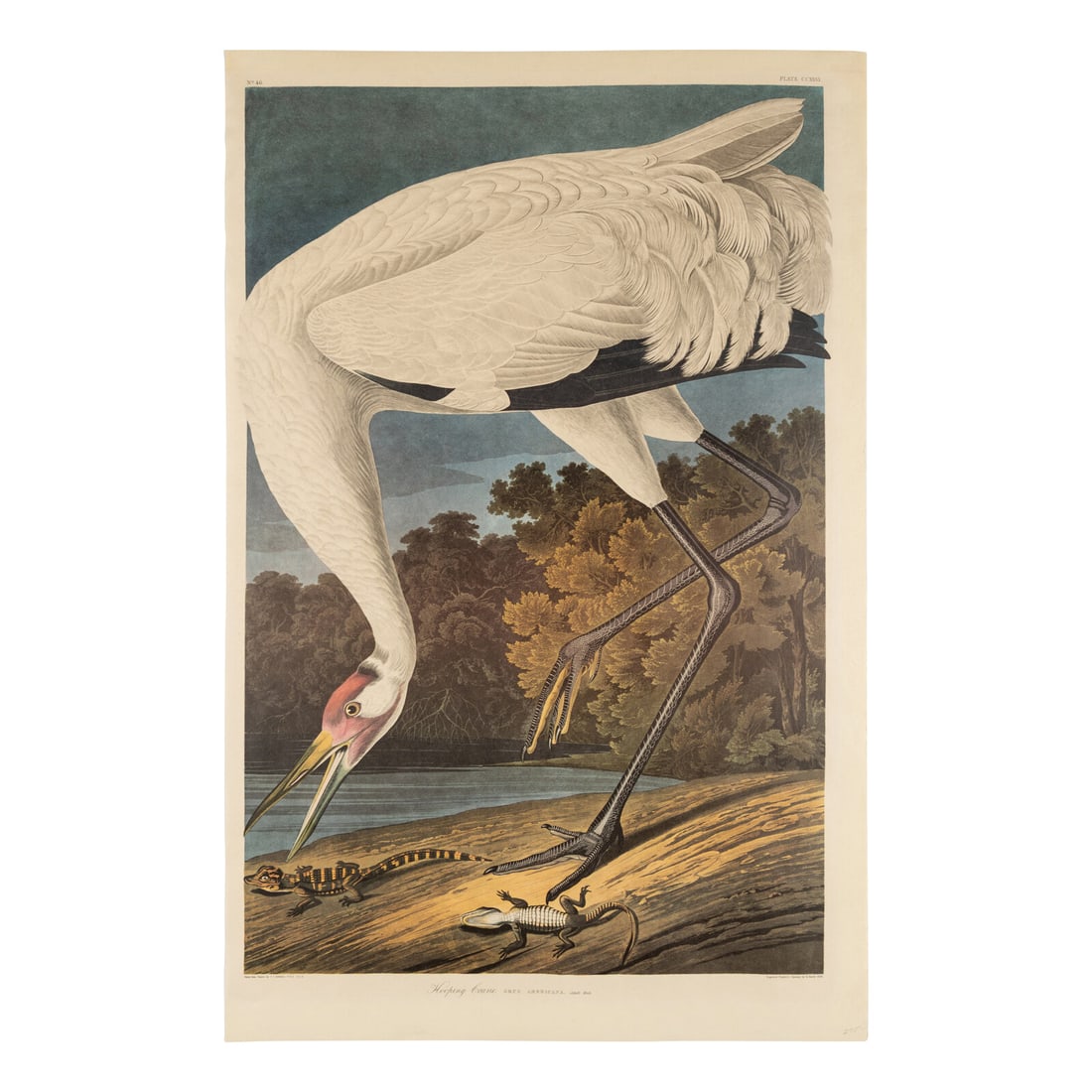 John James Audubon (American, 1785-1851) Hooping Crane (Plate CCXXVI), Grus Americana (1 of 2)