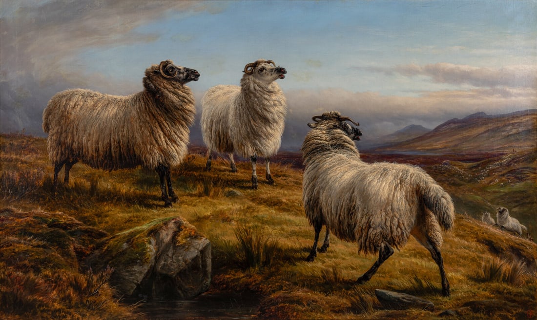 Charles Jones (British, 1836–1892) Sheep, 1882 (1 of 3)