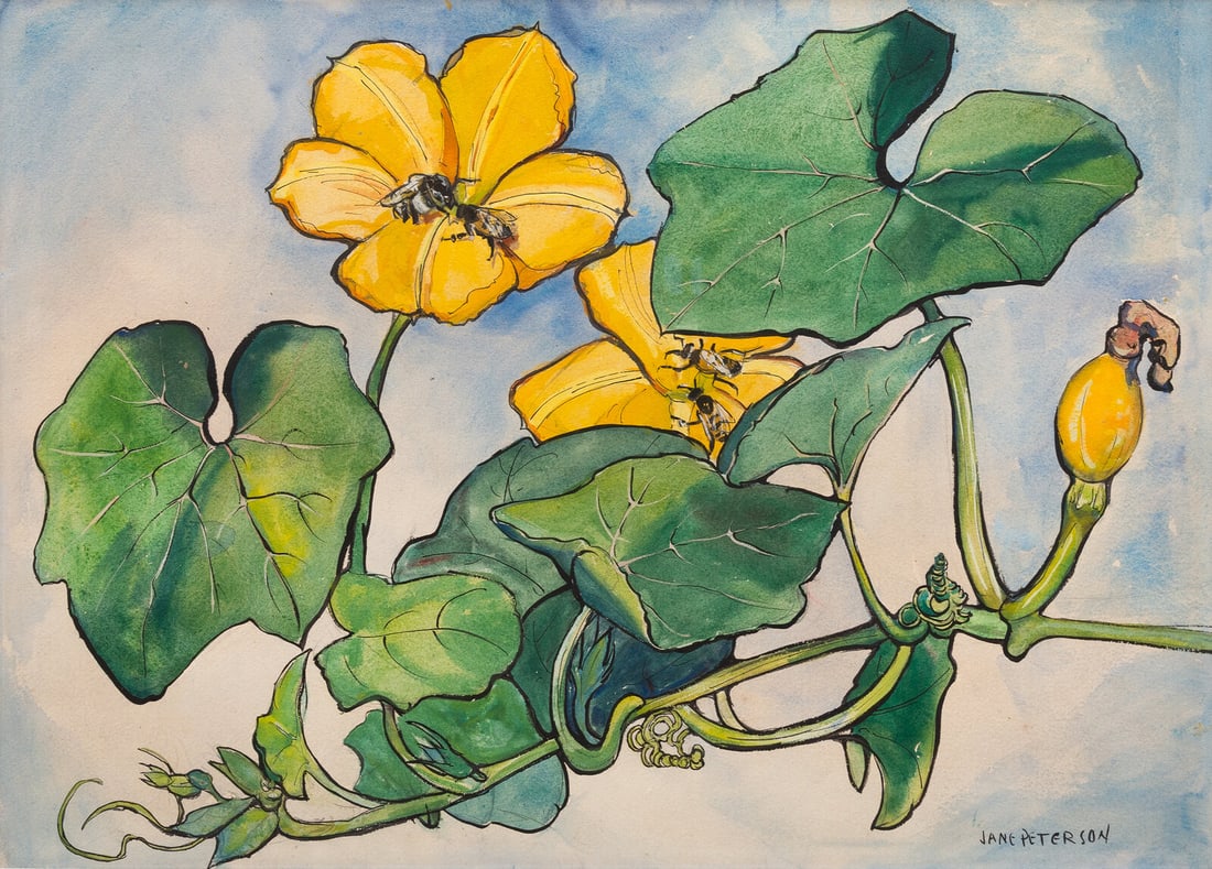 Jane Peterson (American, 1876–1965) Squash Flowers (1 of 4)