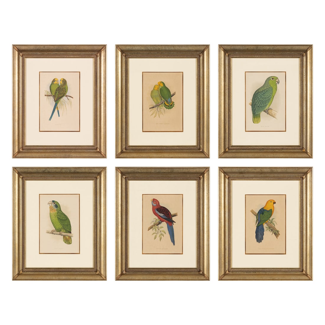 William Thomas Greene (English, 19th Century) Parrots in Captivity (six plates, after Alexander F.: William Thomas Greene (English, 19th Century) Parrots in Captivity (six plates, after Alexander F. Lydon) handcolored lithographs Each sheet: 9 x 6 inches. Property of a California Collector This lot