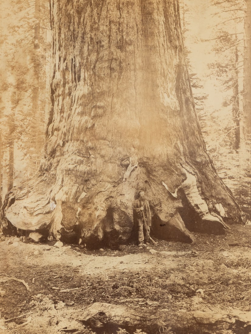 Watkins, Carleton E. (1829-1916). Section of the Grizzly Giant with Galen Clark, Mariposa Grove, (1 of 2)