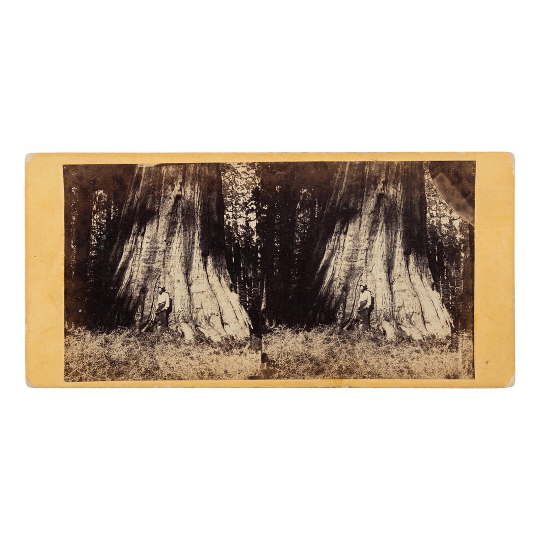 Weed, Charles Leander (1824-1903), photographer. Big Tree in Mariposa Grove, 94 Feet in (1 of 2)