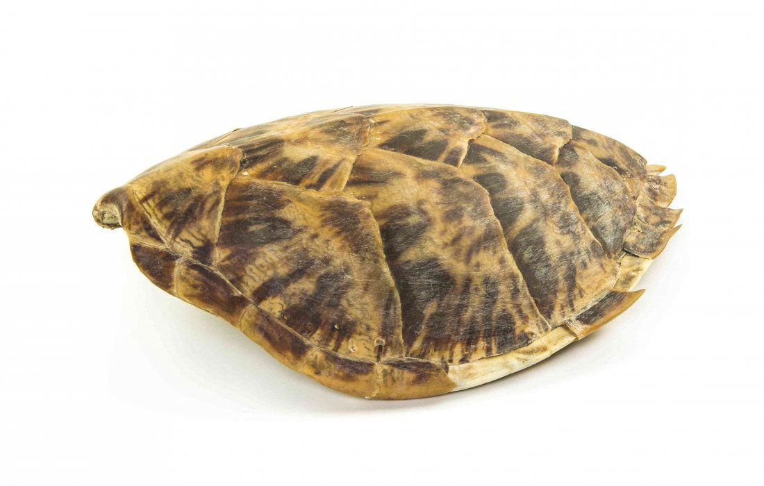 A Tortoise Shell, Width 14 3/4 inches.: A Tortoise Shell, of naturalistic form. Width 14 3/4 inches.
