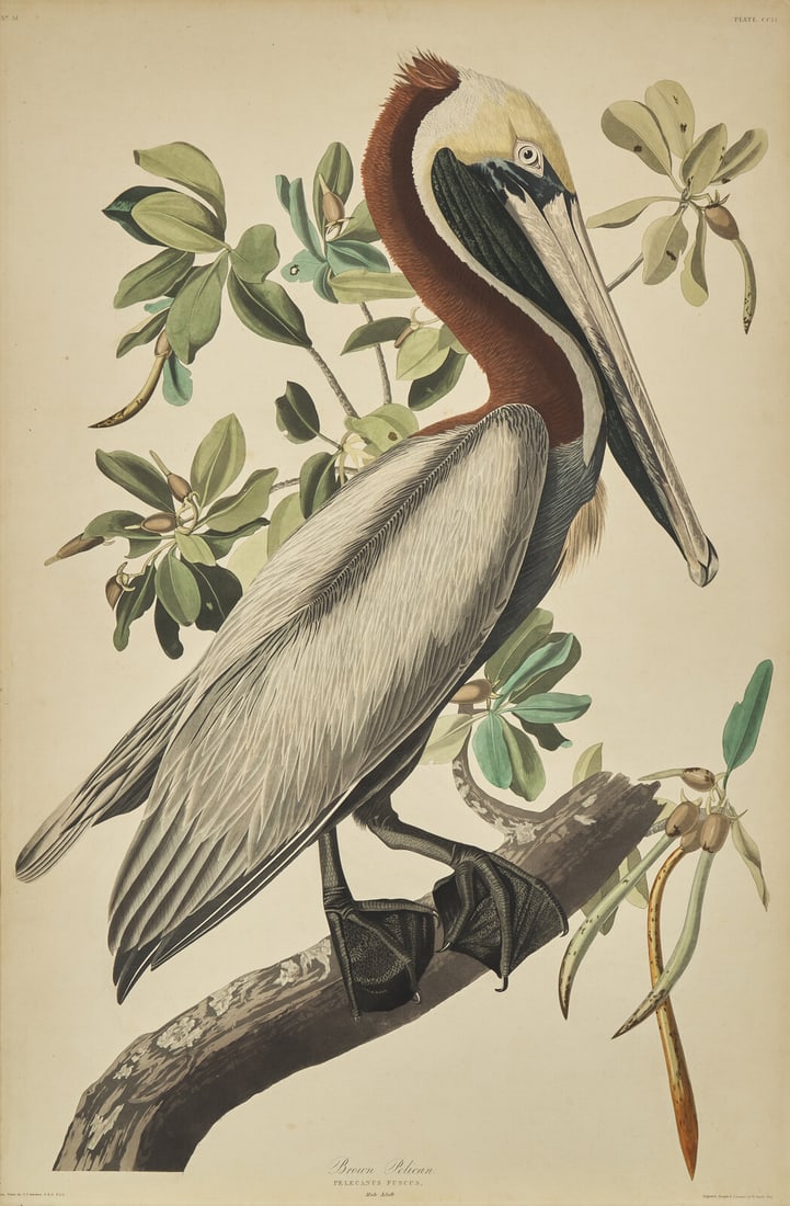 [Natural History] Audubon, John James. Brown Pelican (1 of 2)
