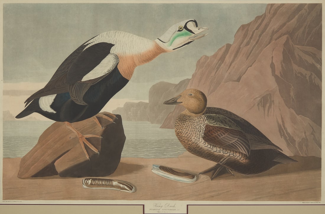 [Natural History] Audubon, John James. King Duck (1 of 2)