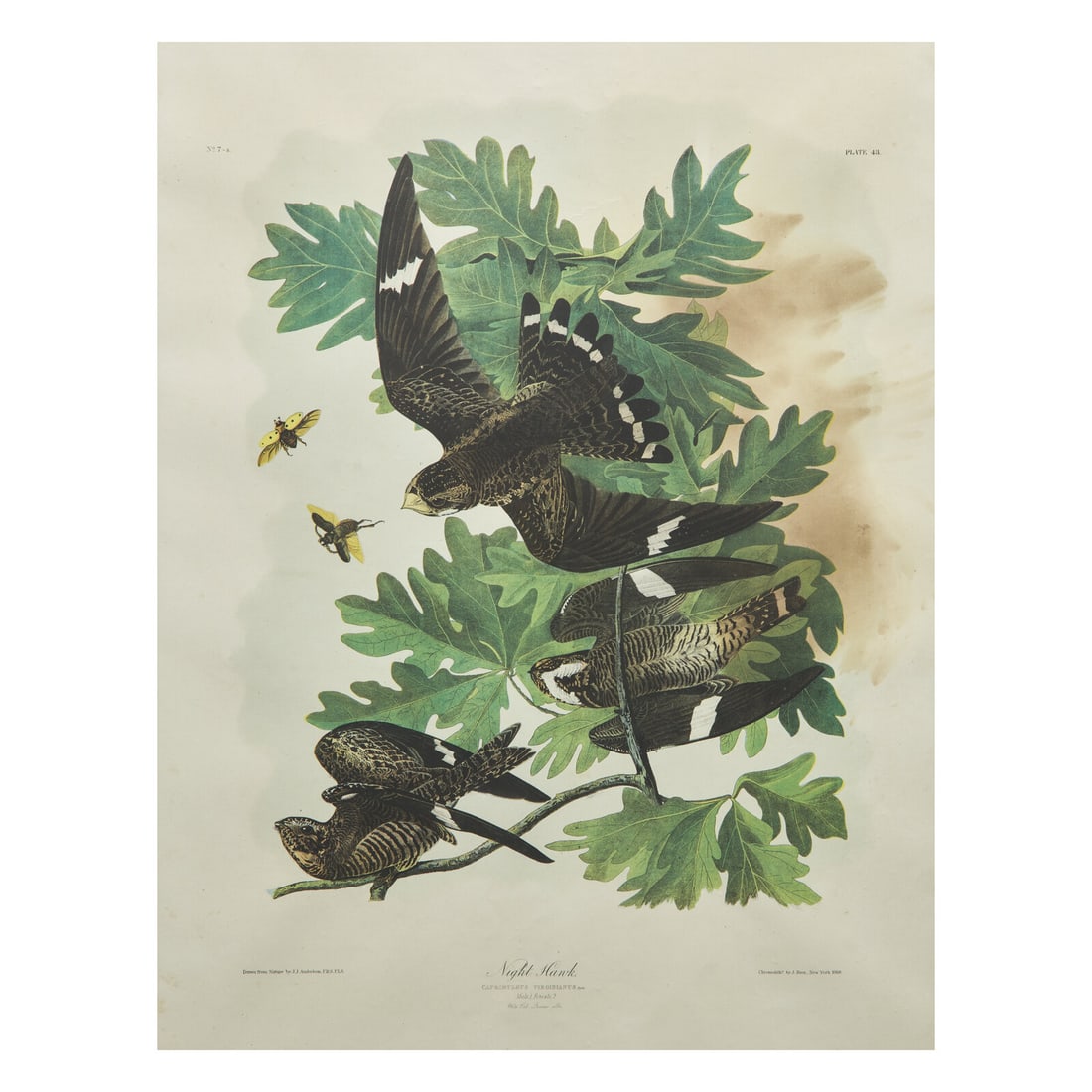 [Natural History] Audubon, John James. Night Hawk (1 of 2)