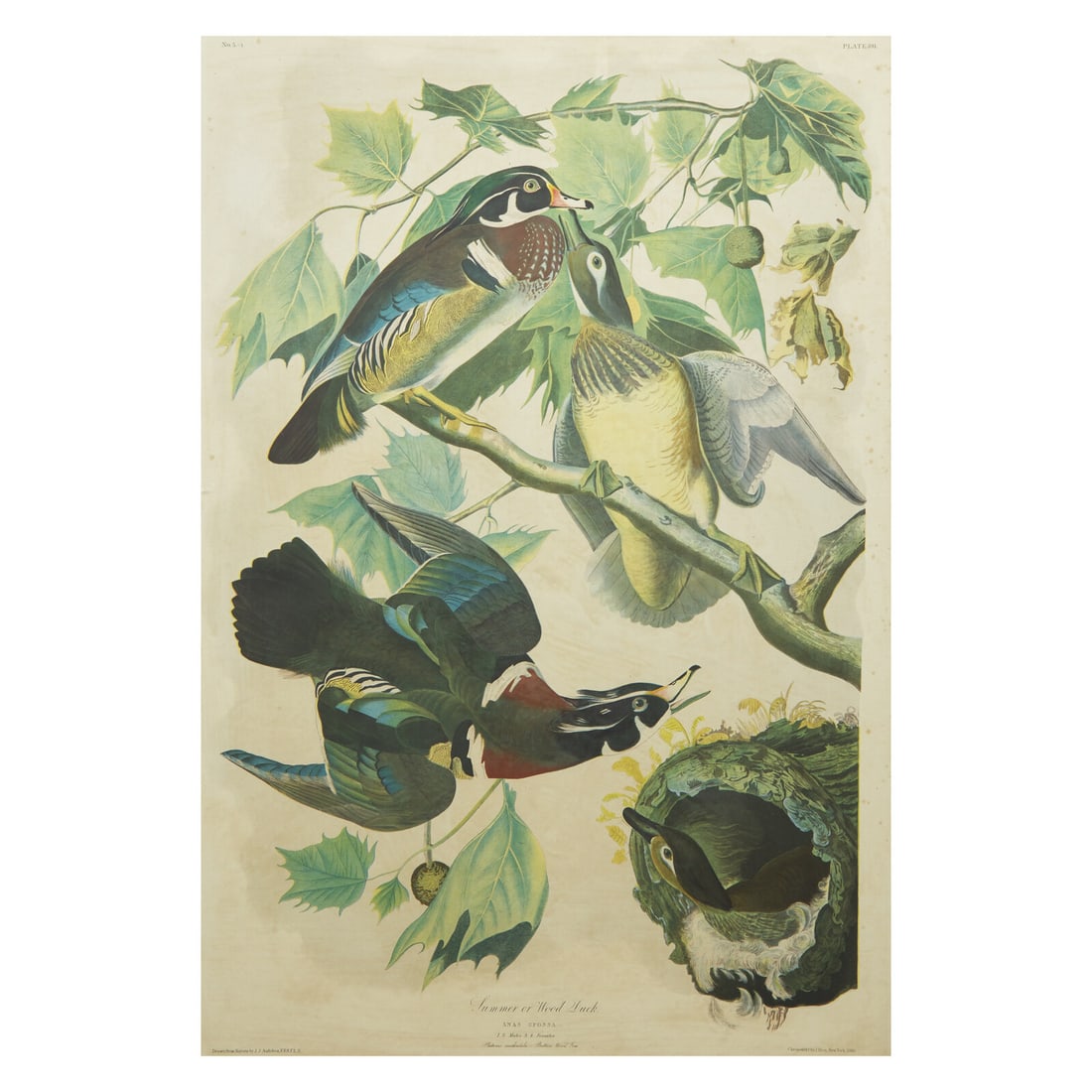 [Natural History] Audubon, John James. Summer or Wood Duck (1 of 2)