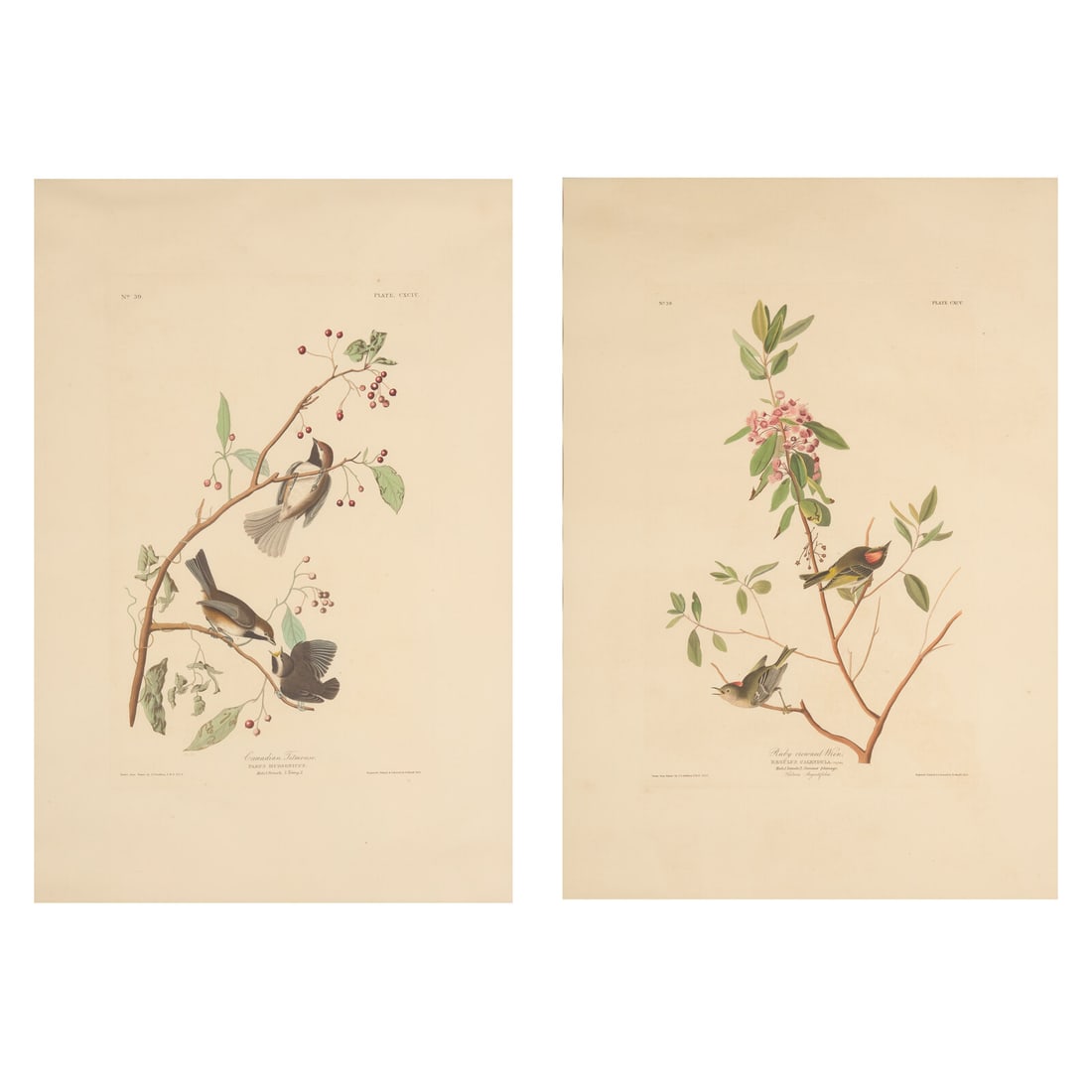 [Natural History] Audubon, John James. Group of 2 Prints (1 of 1)