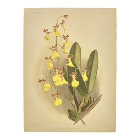 [Natural History] Sander, Frederick. Reichenbachia. Orchids Illustrated and Described
