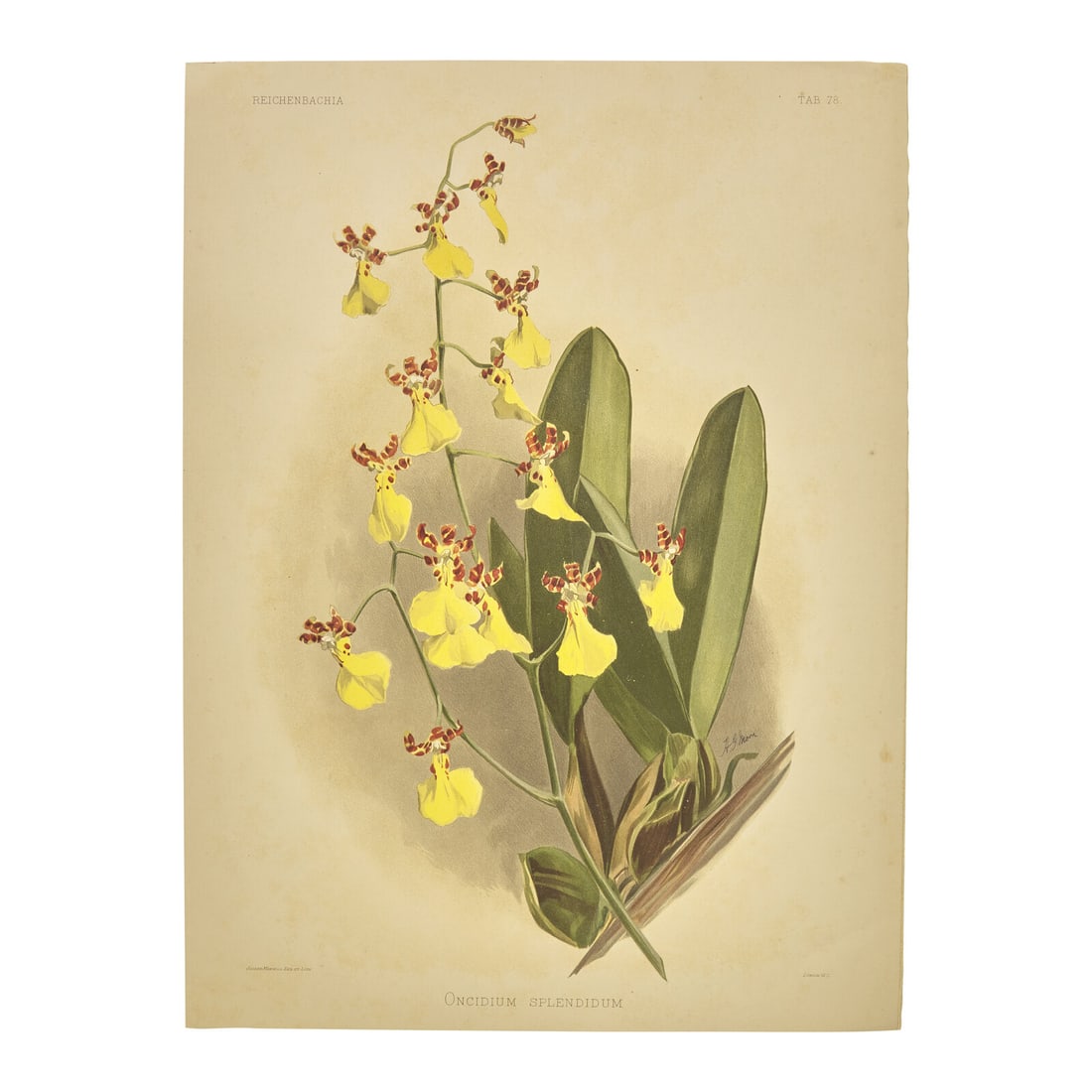 [Natural History] Sander, Frederick. Reichenbachia. Orchids Illustrated and Described (1 of 4)