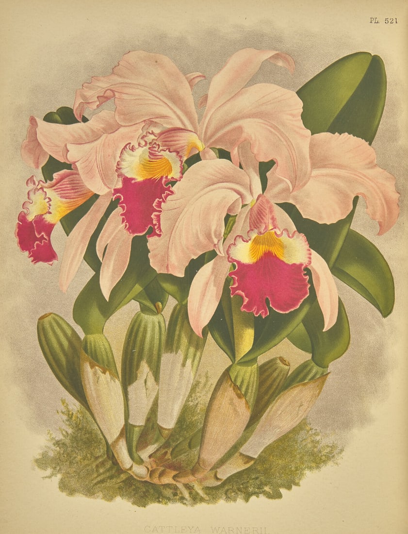 [Natural History] Warner, Robert, and Bejamin Samuel Williams, and Thomas Moore. The Orchid Album, (1 of 6)