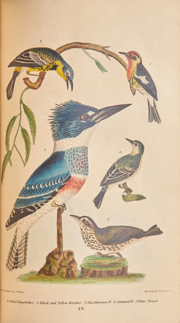 [Natural History] Wilson, Alexander, and Charles Lucian Bonaparte, and Sir William Jardine. American (1 of 5)