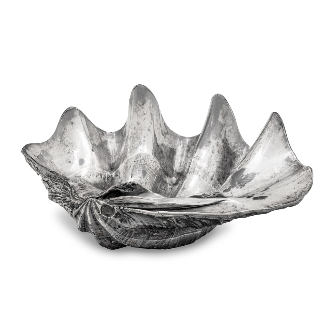 A Large Silver Clad Seashell (1 of 3)