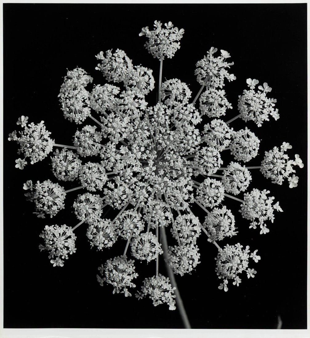 Yuichi Idaka (American, 1914-2012) Queen Anne's Lace: Yuichi Idaka (American, 1914-2012) Queen Anne's Lace gelatin silver print 'Yuichi Idaka' and 'Estate of Yuichi Idaka' stamps, verso 13 3/4 x 14 3/8 in. Property sold to Benefit the Bauhaus Chicago Fou