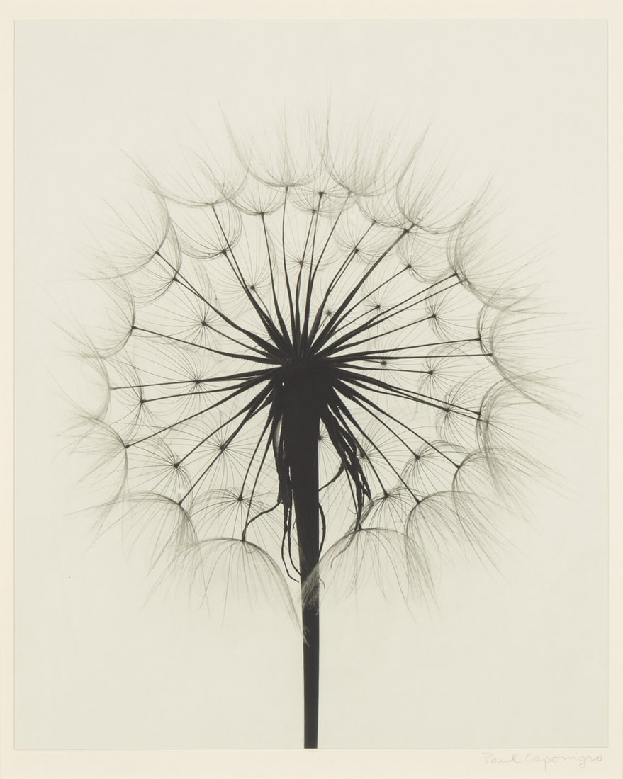 Paul Caponigro (American, 1932-2024) Scots Thistle, Rochester, NY, 1958: Paul Caponigro (American, 1932-2024) Scots Thistle, Rochester, NY, 1958 gelatin silver print signed in pencil, mount 12 3/4 x 10 1/4 in. This lot is located in Philadelphia.