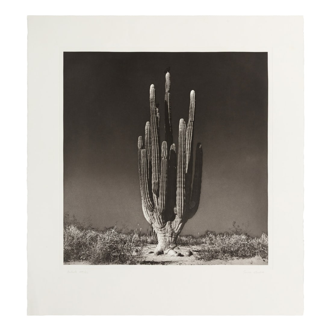 Graciela Iturbide (Mexican, b. 1942) Centinela, 1999: Graciela Iturbide (Mexican, b. 1942) Centinela, 1999 photogravure signed, titled, and numbered XXX/XL in pencil 24 1/2 x 23 1/2 in. This lot is located in Chicago. Provenance: Published and printed by
