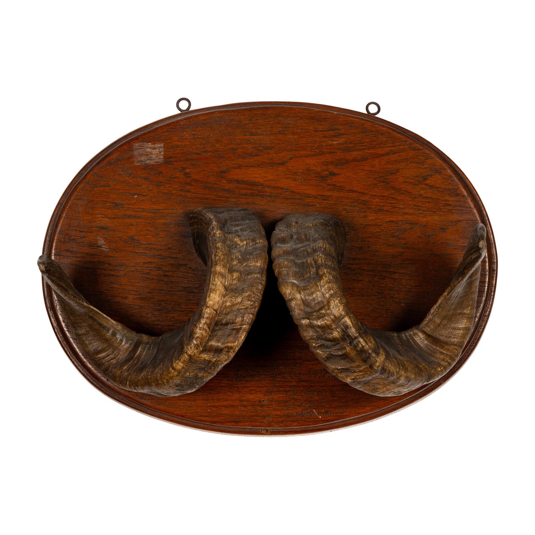 A Taxidermy Ram Horn Wall Mount: A Taxidermy Ram Horn Wall Mount Height 11 x width 14 1/2 x depth 5 1/2 inches. Property from a Utah Mountain Residence This lot is located in Chicago.