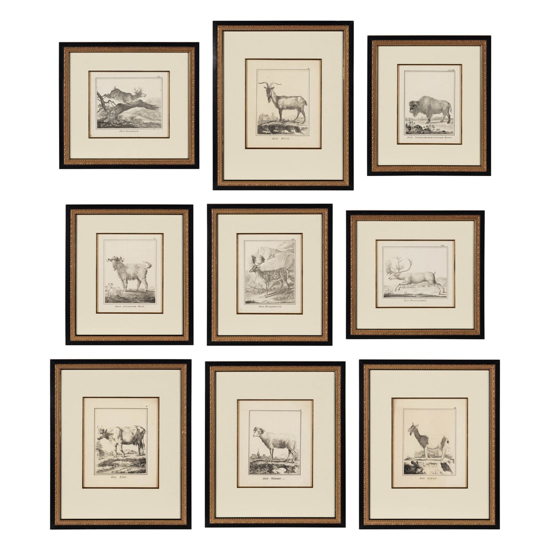 A Set of Nine Framed German Zoological Engravings (1 of 11)