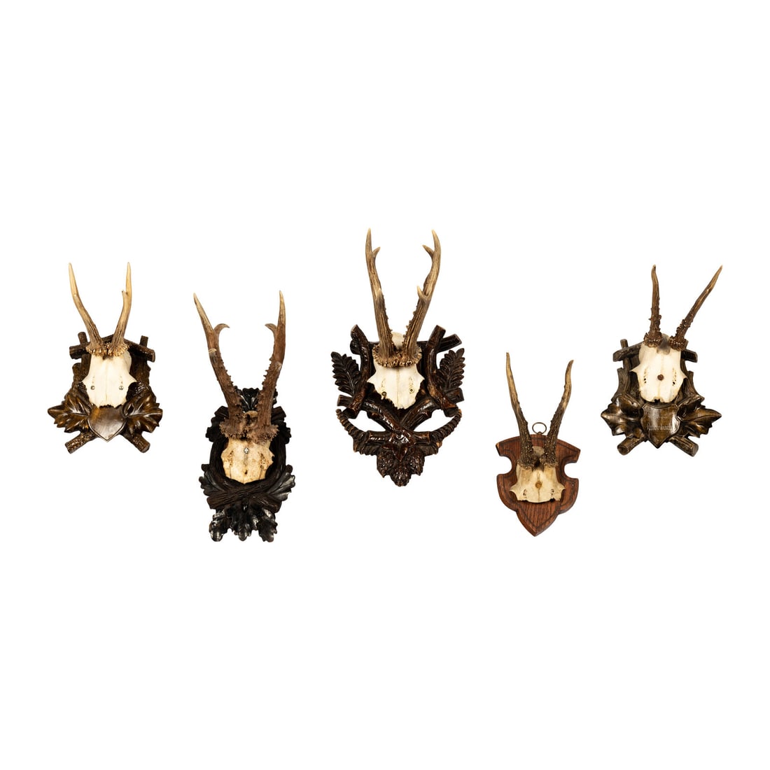 A Group of Five Taxidermy Antler Mounts: A Group of Five Taxidermy Antler Mounts Height of largest 11 x width 7 x depth 10 inches. Property from a Utah Mountain Residence This lot is located in Chicago.
