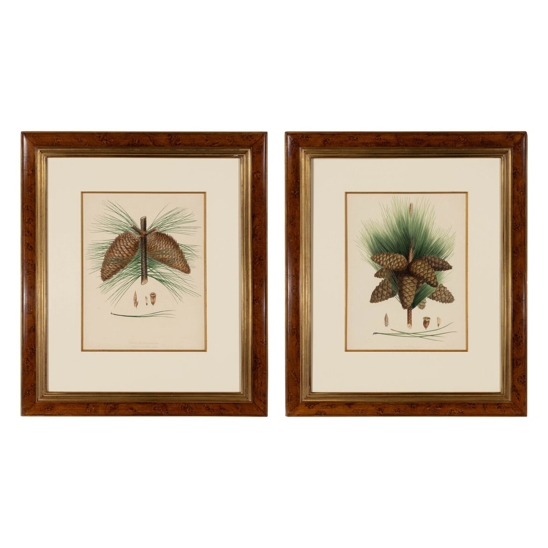 A Pair of Large Hand-Colored Botanical Engravings: A Pair of Large Hand-Colored Botanical Engravings 19th Century Height of frames 37 3/4 x width 31 inches. Property from a Utah Mountain Residence This lot is located in Chicago.