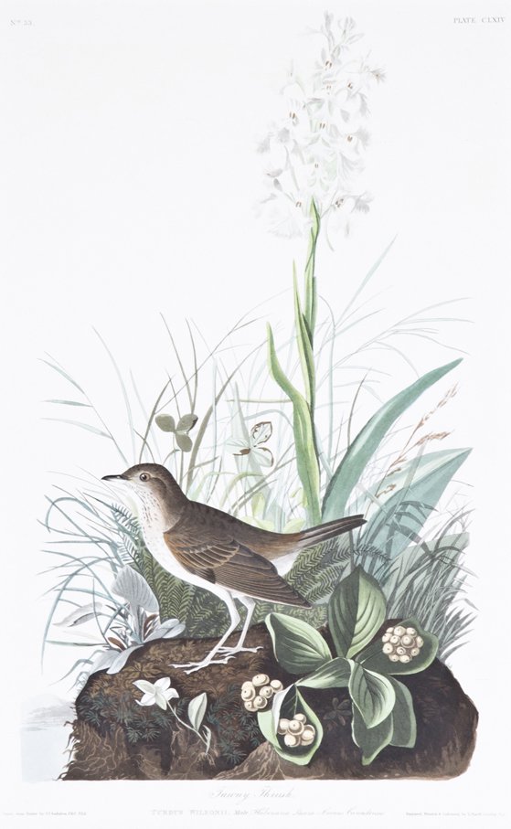 (AUDUBON, JOHN JAMES, after) HAVELL, ROBERT. Tawny: (AUDUBON, JOHN JAMES, after) HAVELL, ROBERT Tawny Thrush, Turdus Wilsonii. Plate CLXIV, no. 33, from The Birds of America, 1836. Engraving with etching, aquatint and hand-coloring. Framed. 30 x 21 1/