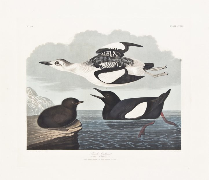 (AUDUBON, JOHN JAMES, after) HAVELL, ROBERT. Black Guil: (AUDUBON, JOHN JAMES, after) HAVELL, ROBERT Black Guillemot, Uria Grylle. Plate CCXIX, no. 44, from The Birds of America, [1836] on J. Whatman, 1836. Engraving with etching, aquatint and hand-coloring
