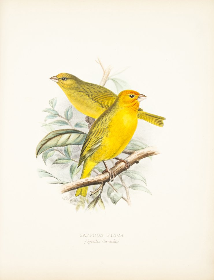 BUTLER, ARTHUR G. Foreign Finches in Captivity. London,: BUTLER, ARTHUR G. Foreign Finches in Captivity. London: L. Reeve, n.d. [1894-1896] 4to, publisher's maroon cloth stamped in gilt and blind with design of finches, uncut, t.e.g. First edition, with 59 