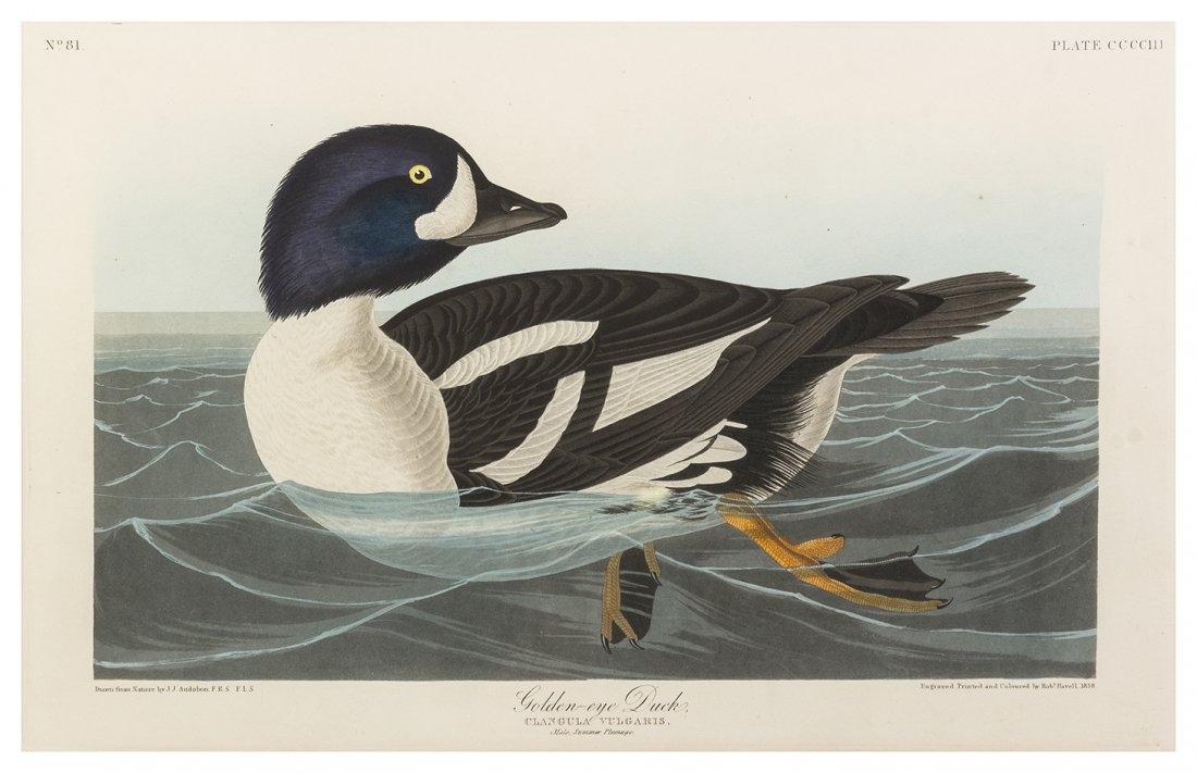 (AUDUBON, JOHN JAMES, after) HAVELL, ROBERT. Golden-eye: (AUDUBON, JOHN JAMES, after) HAVELL, ROBERT Golden-eye Duck, Clangula Vulgaris. Plate CCCCIII, no. 81, from The Birds of America, 1837. Engraving with etching, aquatint and hand-coloring, watermarked 