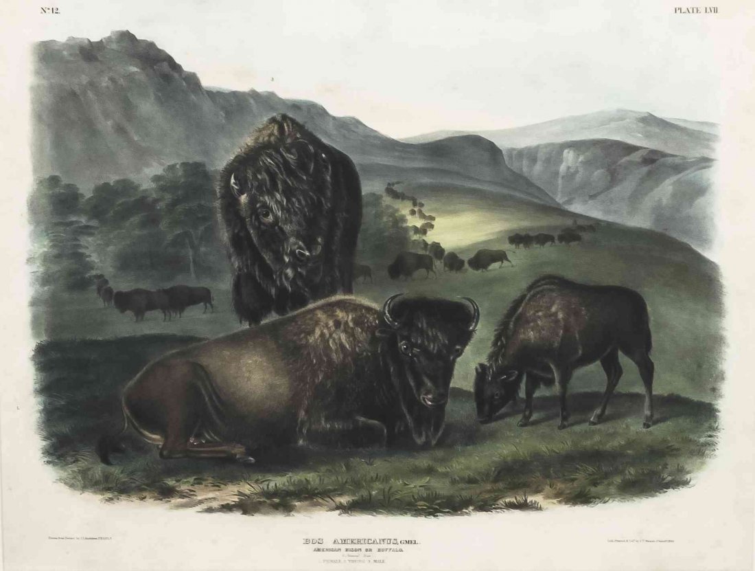 AUDUBON, JOHN JAMES. American Bison, no. 12, pl. LVII.: AUDUBON, JOHN JAMES Bos Americanus, American Bison. Female, Young, and Male, no. 12, plate LVII, from the Viviparous Quadrupeds of North America, Imperial folio, Philadelphia: J.T. Bowen, 1845. Lithog