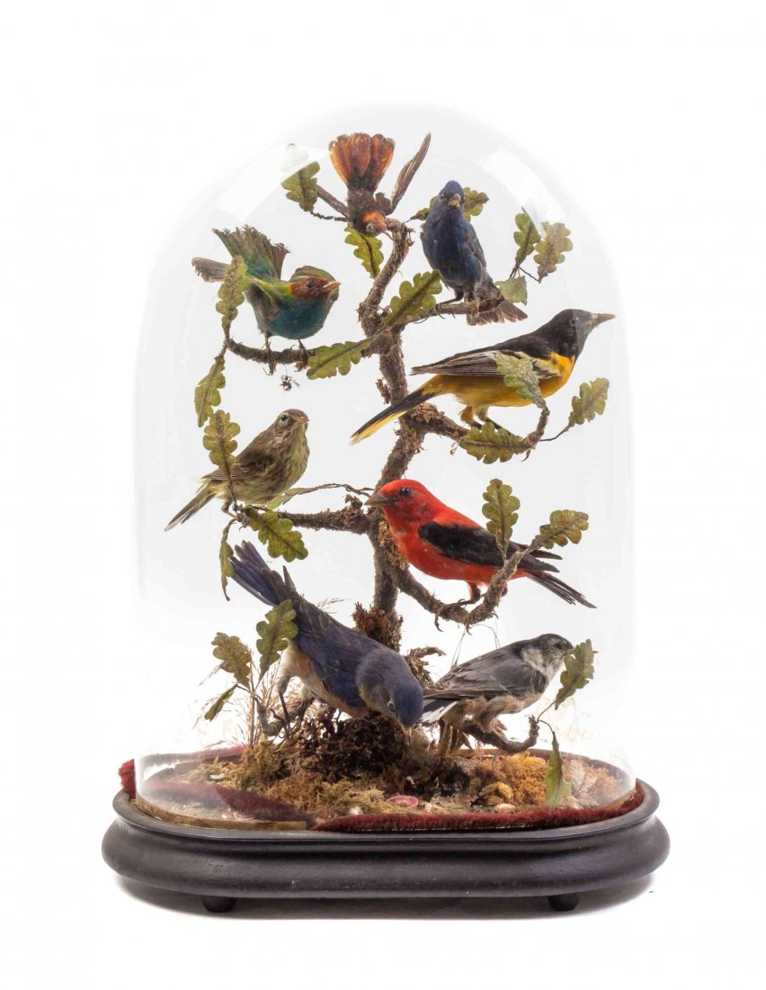 A Victorian Taxidermy Bird Diorama, Height of dome 17: A Victorian Taxidermy Bird Diorama, having eight birds perched on a branch, contained within a glass dome. Height of dome 17 1/2 inches.