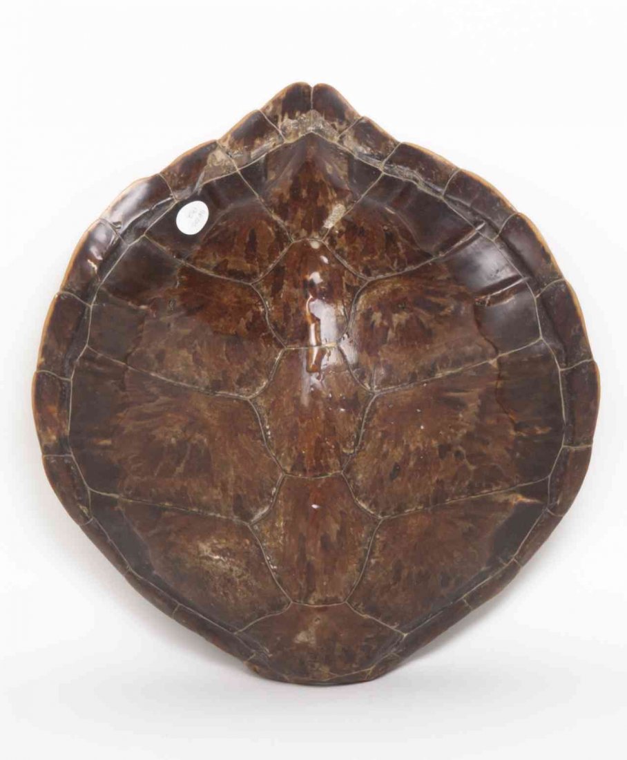 A Tortoise Shell, Width 16 inches.: A Tortoise Shell, of naturalistic form. Width 16 inches. Property from the Estate of Mary Blain Mead, Grosse Pointe, Michigan