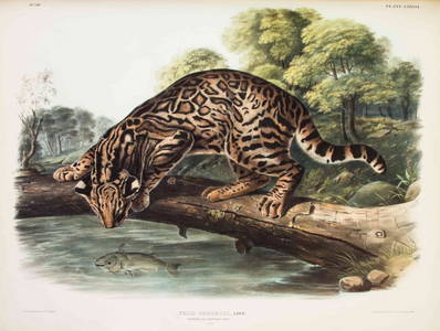 AUDUBON, JOHN JAMES, AND JOHN BACHMAN. The Viviparous